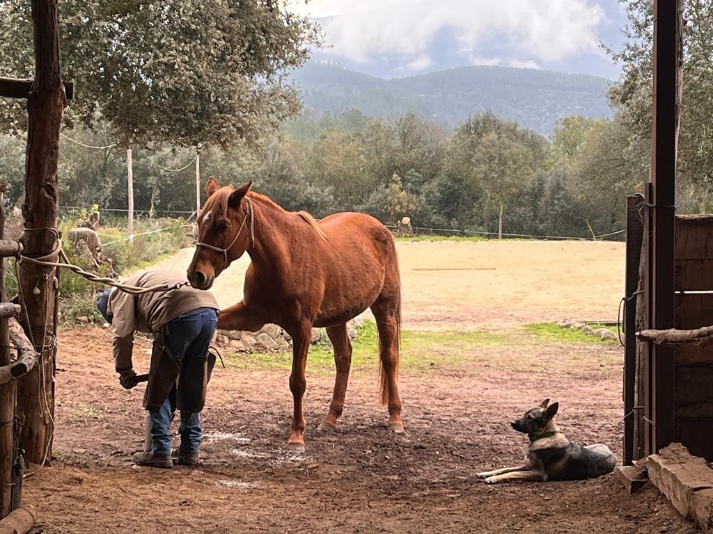 Horsemanship con Marco Barba.